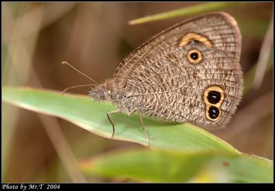 pTw Small Three-ring (Ypthima norma)