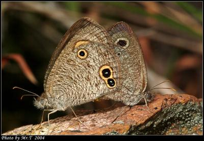 pTw Small Three-ring (Ypthima norma)