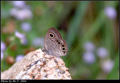 w Straight Five-ring (Ypthima lisandra)