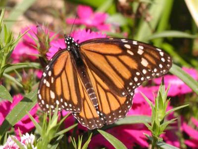 Monarch Butterfly