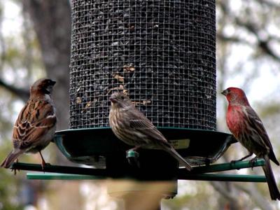 Birds at the feeder