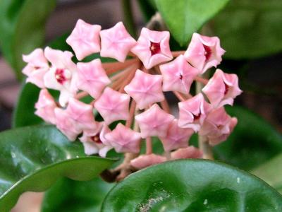 Hoya Carnosa