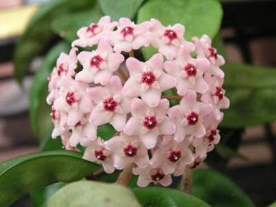Hoya Carnosa