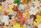 Leaves.jpg