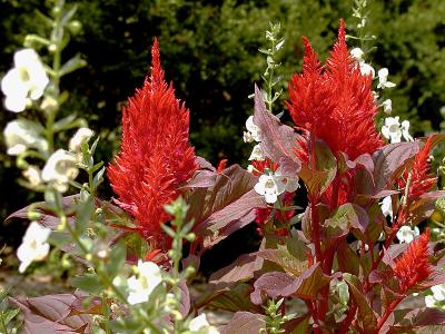 Fox glove or something(The red ones are celosia.).jpg(611)