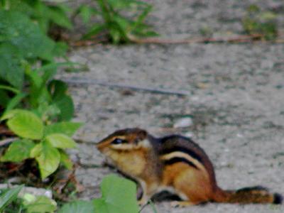 Neighborhood chipmonk.jpg(273)