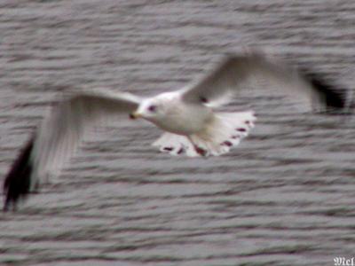Blurred gull.jpg(178)