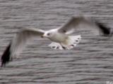 Blurred gull.jpg(178)