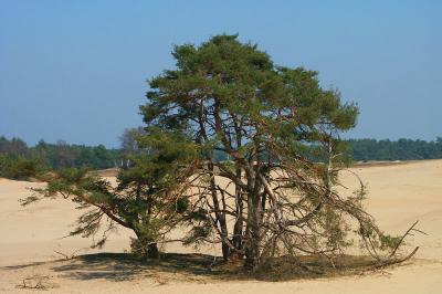 Tree in the sand - by Erik
