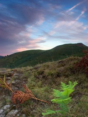 Two Ferns by Neil Paskin