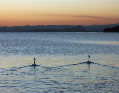 Swans Lake by Luca Gemelli