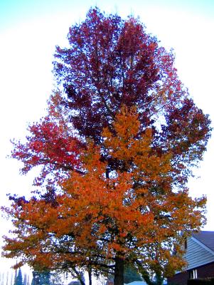 Multi-Tree (12-19-04)