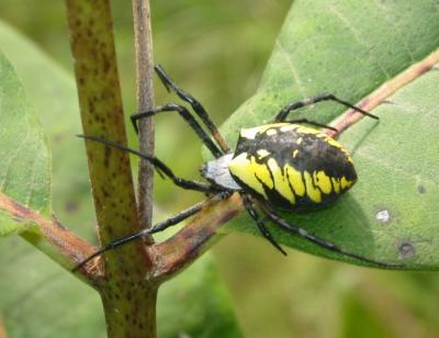 Black and Yellow Garden Spider