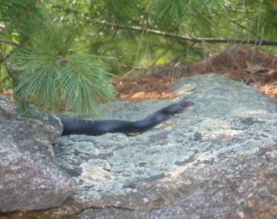 Black Racer