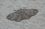 Unidentified Moth
