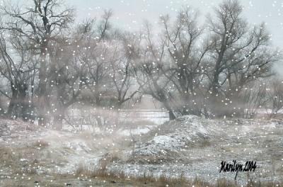 trees of snow