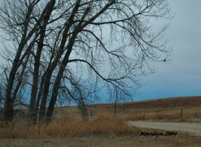 'bending in the wind ... '