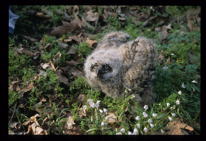 Owl Banding-2004-021.jpg