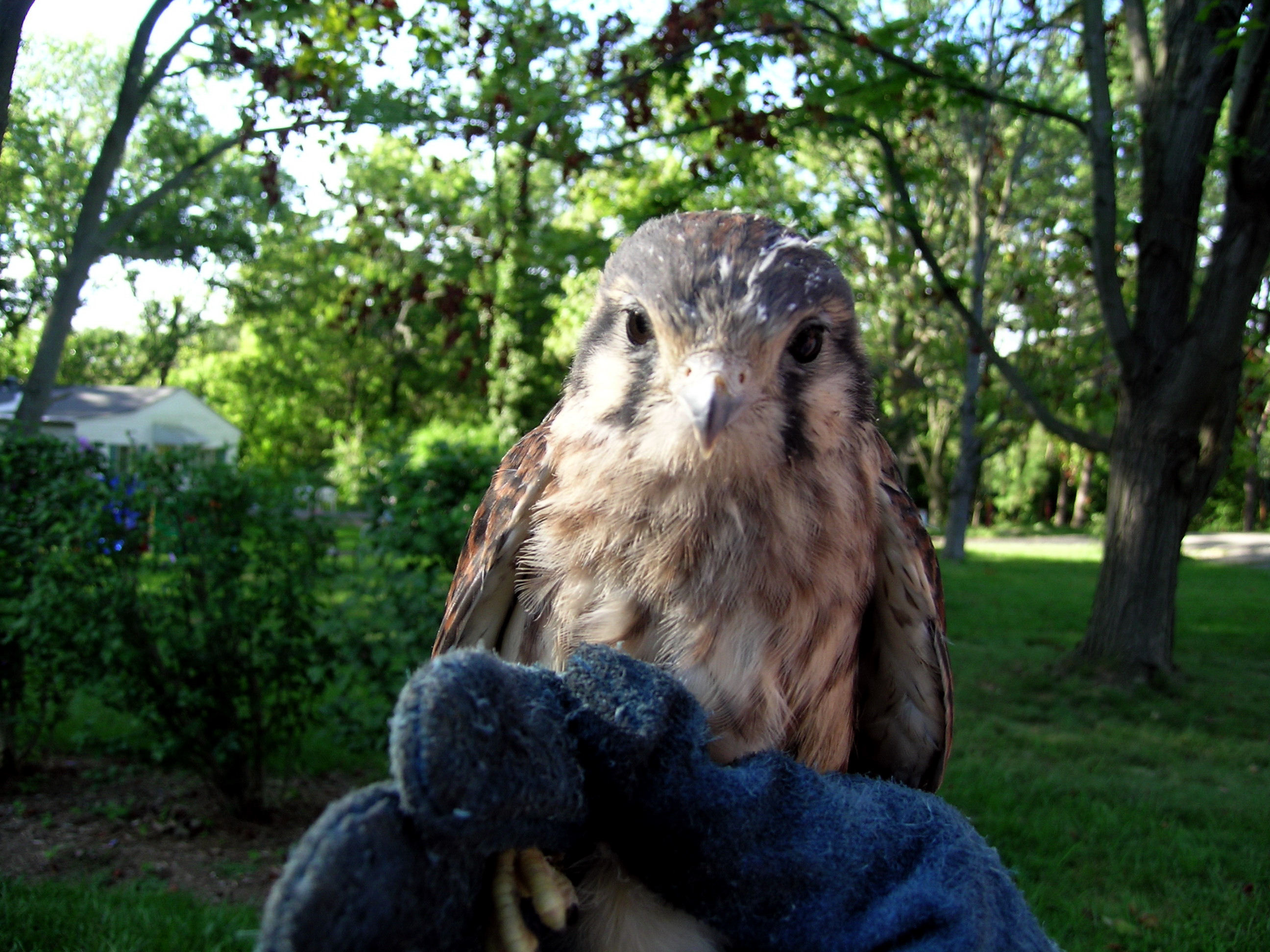 Hawk_Pickup-04 Kestrel 8-10-04.jpg