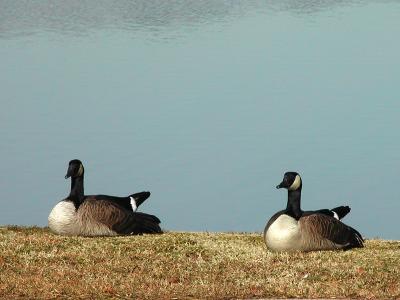 u6/nomantra/medium/12081432.canada.jpg