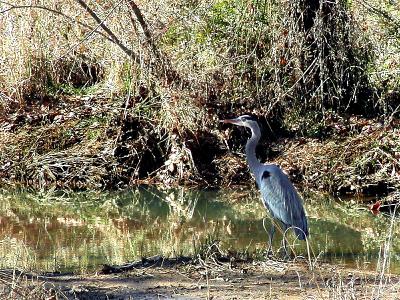 Great Blue Heron