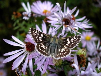 Common Checkered Skipper