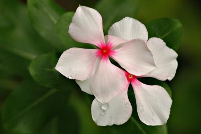 DSC_1740LilWhiteFlowersFxSh_Sm.jpg