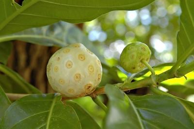 DSC_1961NinFruitFxSh2_Sm.jpg