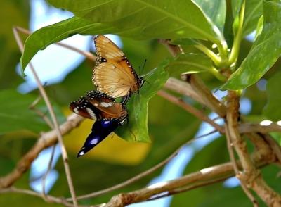 DSC_1980ButterfliesFxSh2_Sm.jpg