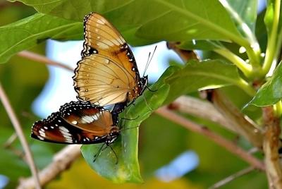 DSC_1984ButterfliesFxSh2_Sm.jpg