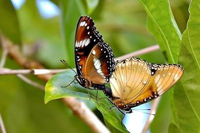 DSC_1990ButterfliesFxSh2_Sm.jpg