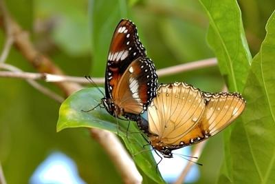 DSC_1995ButterflyFxSh2_SSm.jpg