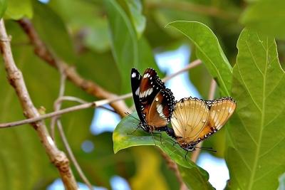 DSC_1999ButterfliesFxSh2_Sm.jpg