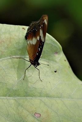 DSC_2041ButterflyFxSh.jpg