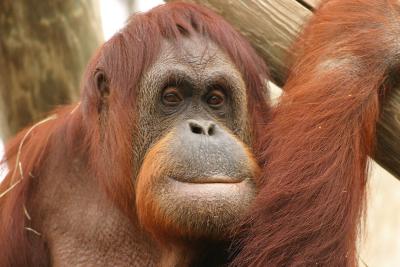 Orangutan.jpg