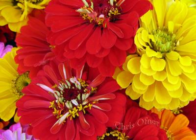 u6/nycnoise/medium/32673027.ChrisFLOWERS035croppedsmall.jpg