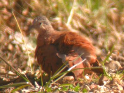 Ruddy-Ground-Dove- 12-19-04 - Mike Todd - tail.jpg