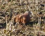 Ruddy Ground-Dove - MS -McKee