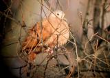 Ruddy Ground-Dove - MS - 12-17-04 G. Knight.jpg