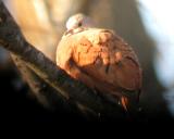 Ruddy Ground-Dove - MS - 12-17-04 G. Knight 2.jpg