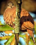 Ruddy Ground-Dove - MS - 12-17-04 G. Knight 3.jpg