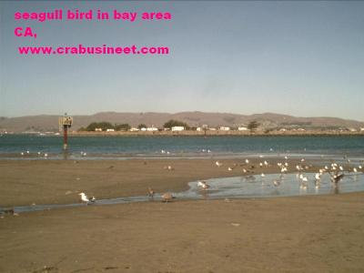 seagull in the bay.jpg