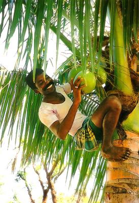 Pitchai in coconut-tree