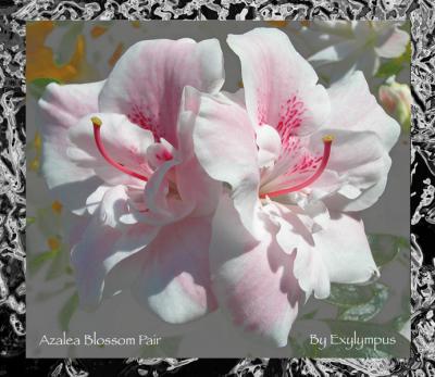 Azalea Blossom Pair by:Exylympus
