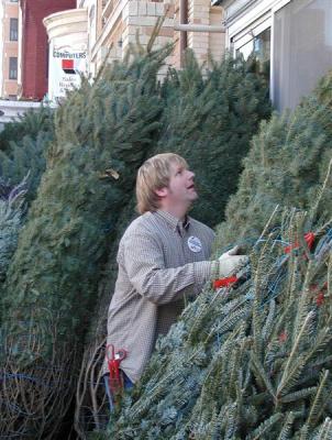 Christmas TreesPhil Carney