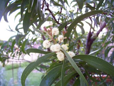 Aus wattle.JPG