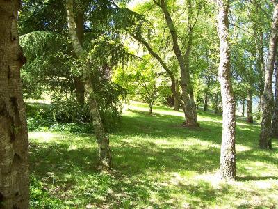 Tree view 2.JPG