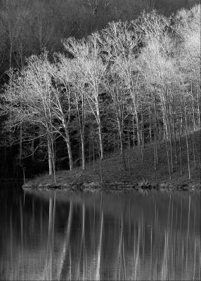 u6/panoramix/medium/37656093.wintertreespb.jpg