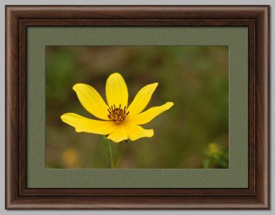 Yellow Flower