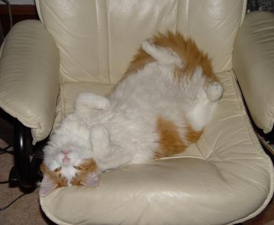 cat.jpg